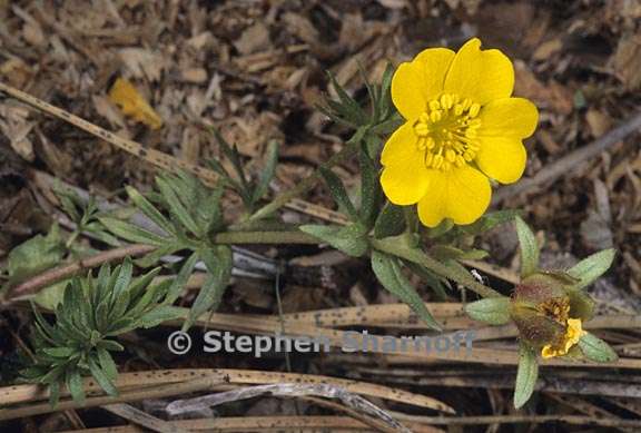 potentilla millefolia 2 graphic